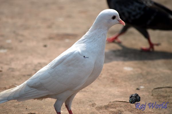 Pigeon