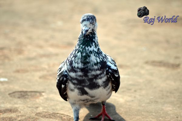 Pigeon