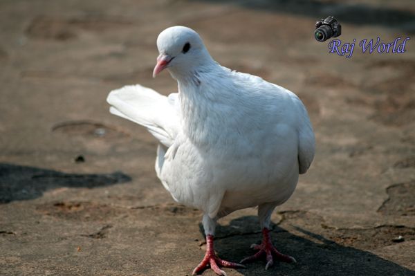 Pigeon