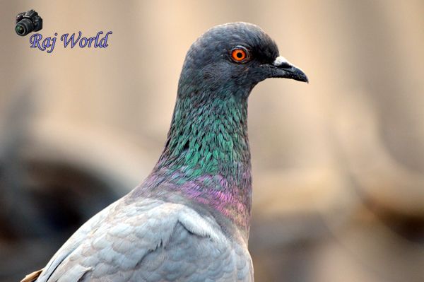 Pigeon