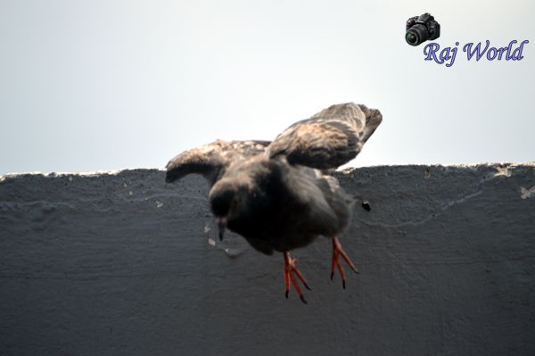 Pigeon