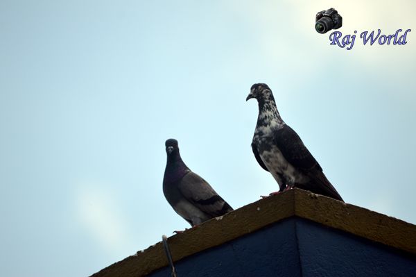 Pigeons