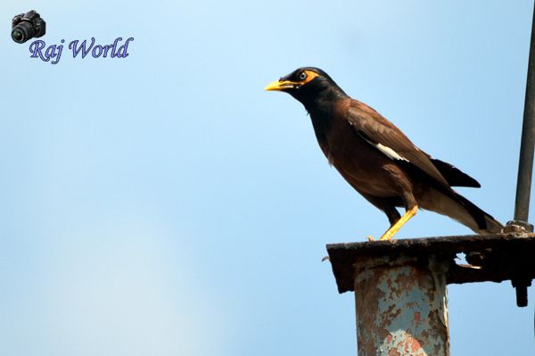 Common myna