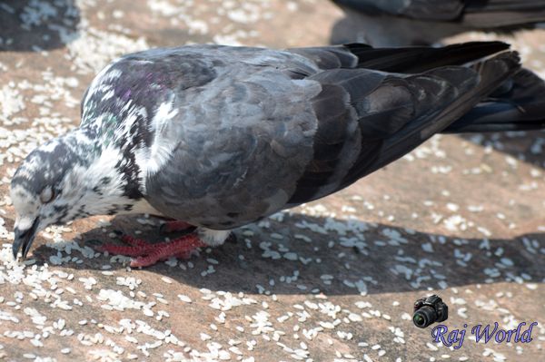 Pigeon