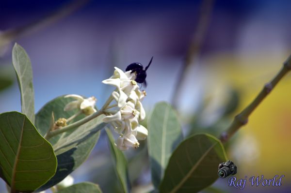 Flower and insect