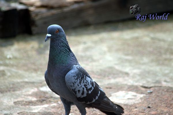 Pigeon