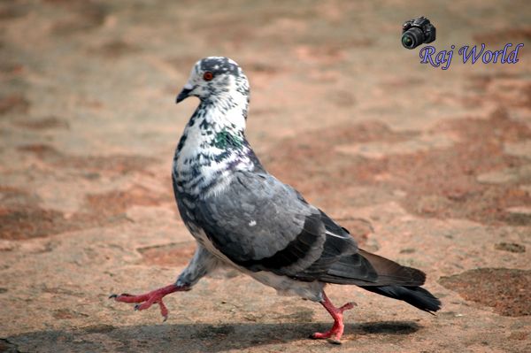 Pigeon