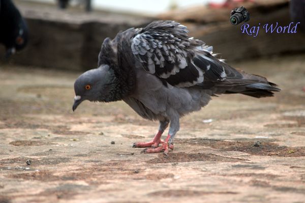 Pigeon