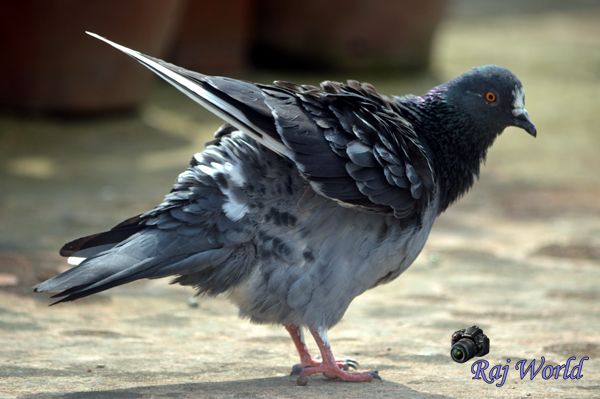 Pigeon