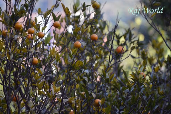 Orange Tree