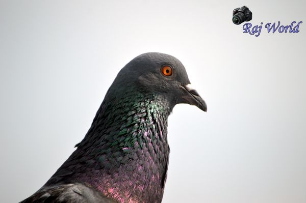 Pigeon