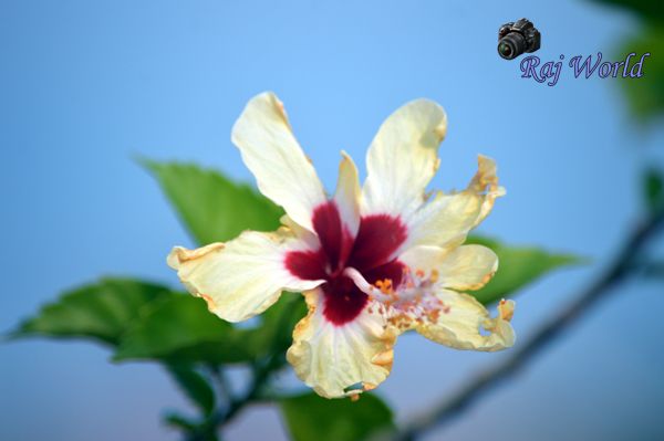 Hibiscus