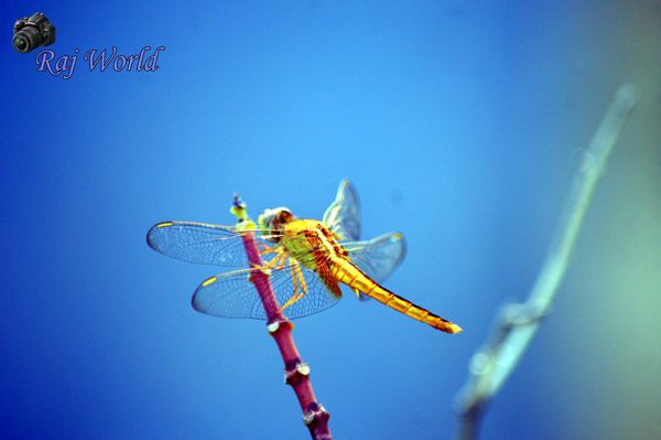 Dragonfly