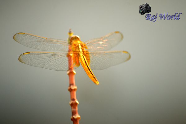 Dragonfly