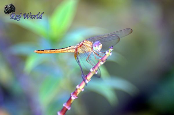 Dragonfly