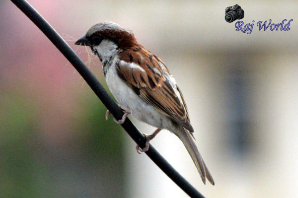 Sparrow