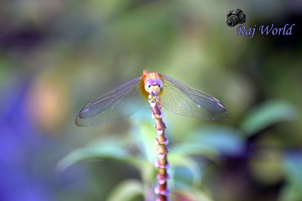 Dragonfly