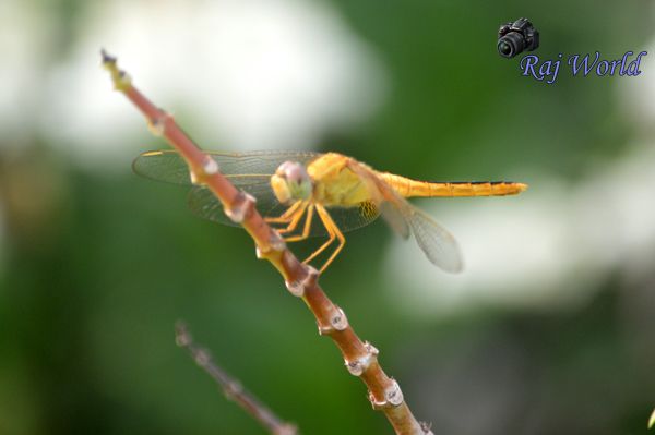 Dragonfly