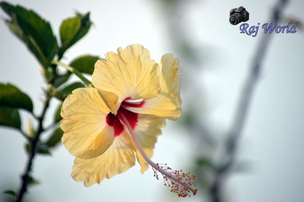 Hibiscus