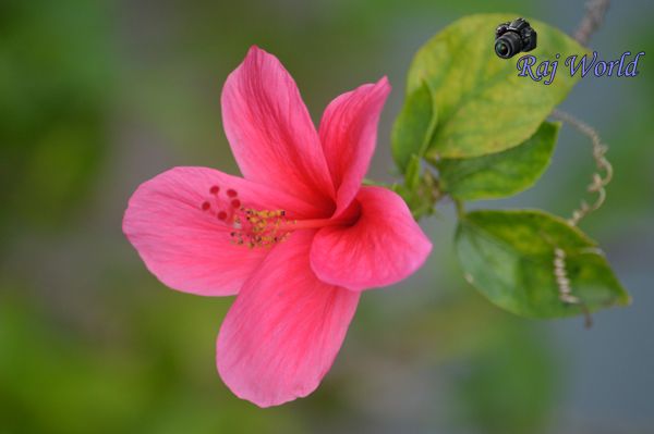 Hibiscus