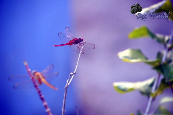 Dragonfly