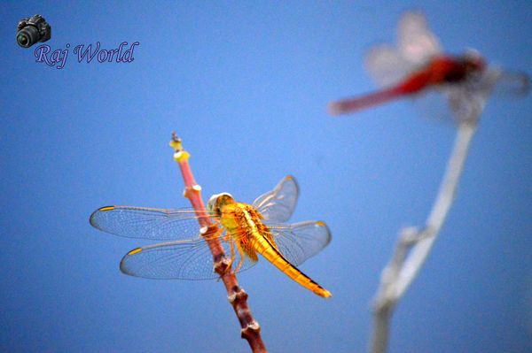 Dragonfly