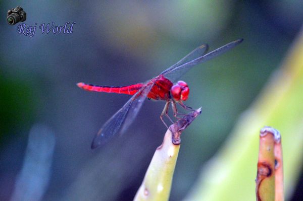 Dragonfly