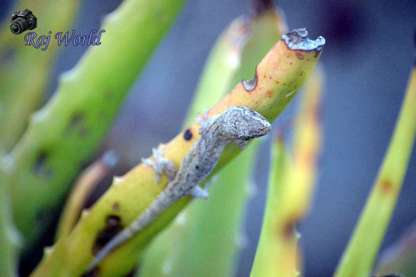 Common house gecko