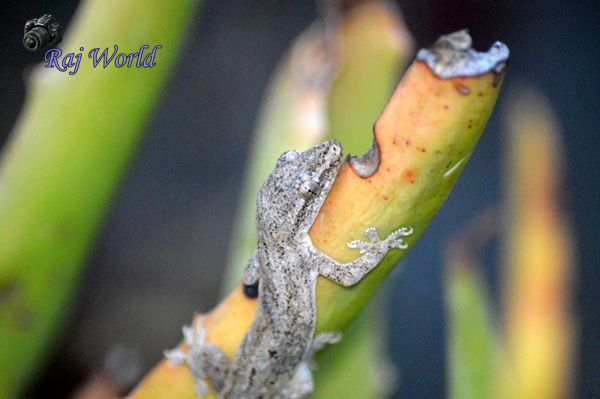 Common house gecko