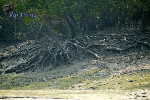 Sundori Tree