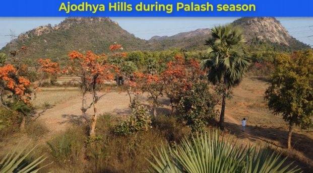 Ajodhya Hills during Palash season Part 1