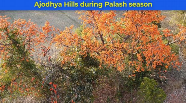 Ajodhya Hills during Palash season Part 2