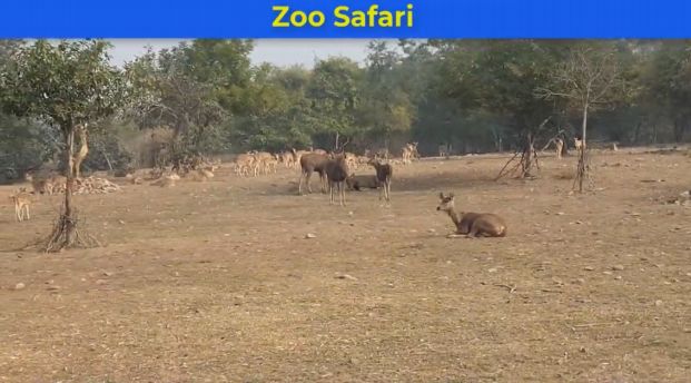 Zoo Safari Part 2